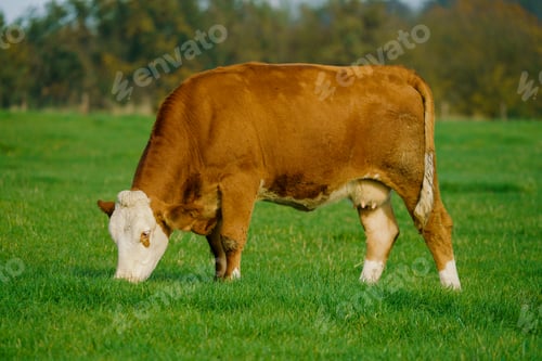 Preview: Herd of cows at summer green field. Cows On On Farmland