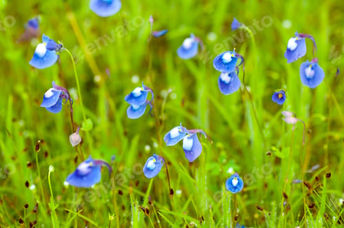 Preview: Beautiful wild flowers in a meadow, Flower background.