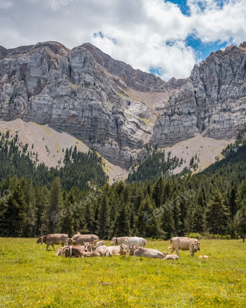 Preview: Cows in Prat de Cadí, route from Estana in Pyrenees Range, Cerdanya, Catalonia