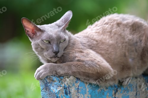 Preview: Big gray angry looking Sphinx breed stray cat resting on steet outdoors in summer