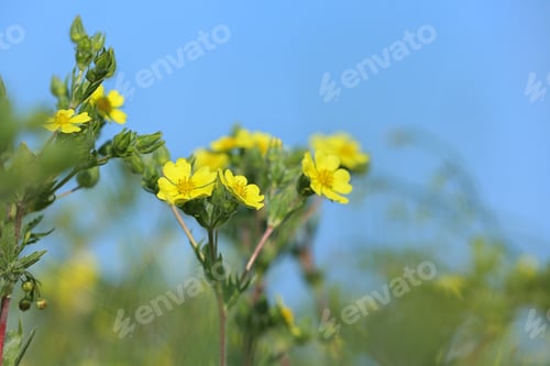 Preview: Beautiful wild flowers outdoors on sunny day. Amazing nature in summer