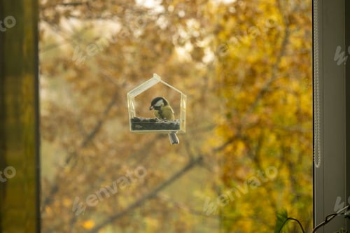 Preview: titmouse bird flies and eats food or seeds in a bird feeder.