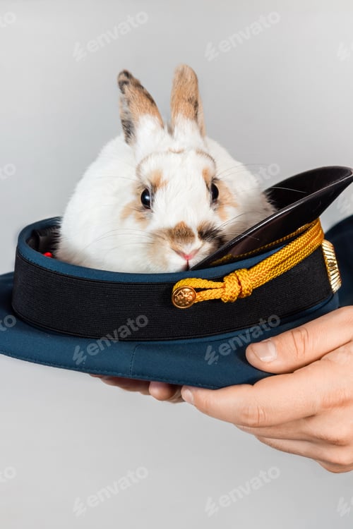Preview: little rabbit is sitting in a military cap on light background