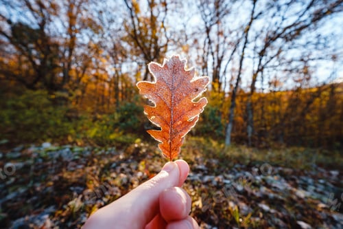 Preview: autumn leaf in the male hand