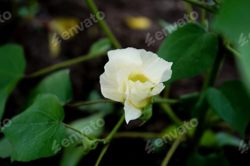 Preview: Green cotton plant with flowers.