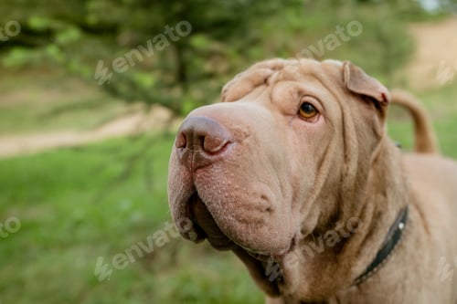 Preview: Serious dog face portrait against bright nature background and wooden boards. Purebred shar pei dog