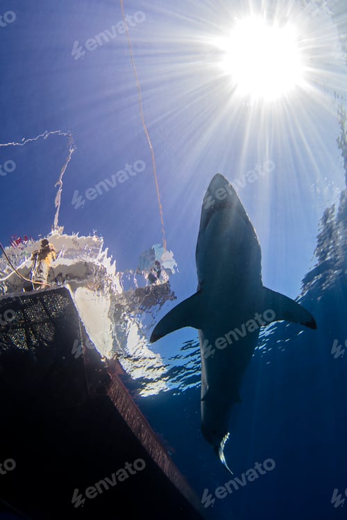 Preview: Shark swimming in sea under sunrays and boat