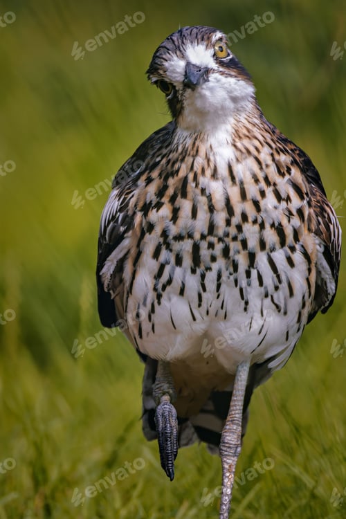 Preview: Osprey standing on one leg with a green background.