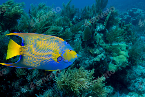 Preview: queen angelfish on coral reef under water