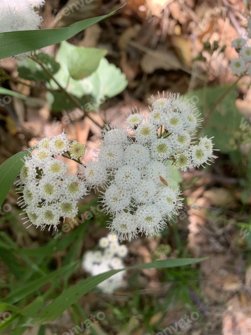 Preview: Closeup of Ageratina adenophora or Crofton weed plant with white flowers
