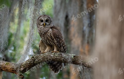 Preview: Barred Owl in South Florida