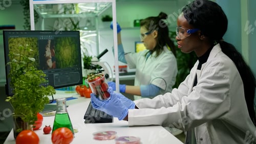 Preview: Pharmaceutical scientist looking at strawberry injecting with pesticides