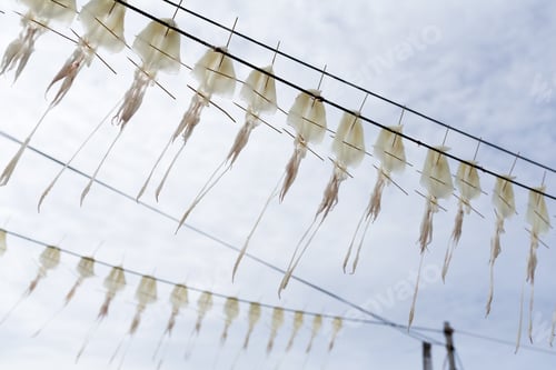 Preview: Drying Squid under sunlight