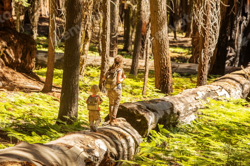 Preview: Family With Boy Visit Sequoia National Park In California, Usa