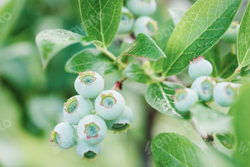 Preview: Green blueberry growing on bush, unripe Vaccinium berry fruit closeup