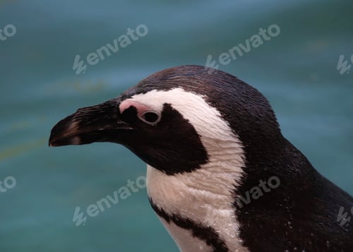 Preview: penguin, bird, animal, nature, white, wild, wildlife, black, beak, sea, cold, feathers, ocean, head,