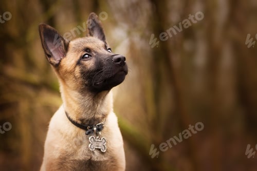 Preview: Closeup of a brooding Belgian Shepherd with a funny collar