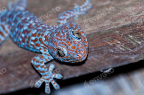 Preview: Closeup shot of a blue and orange lizard on a wooden surface with a blurred background