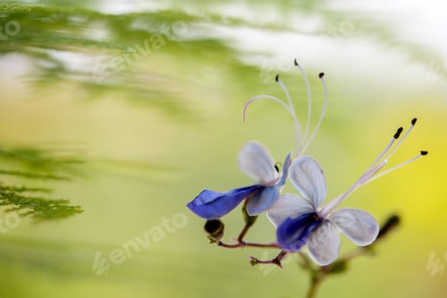 Preview: flowers