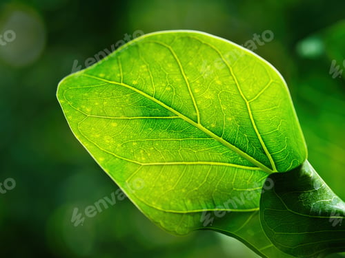 Preview: Green leaf and sunlight in macro