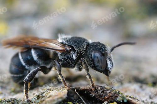 Preview: Closeup on a blue eyed male Crenulate Armoured-Resin Bee , Heriades crenulatus form the Gard, France