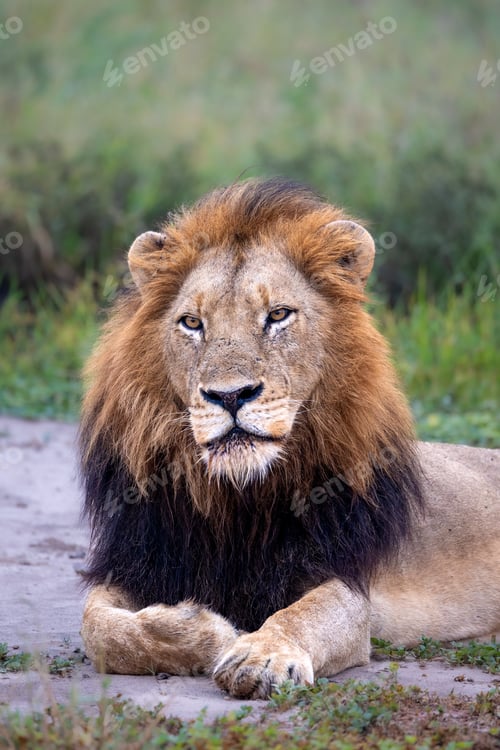 Preview: A close-up of a male lion, Panthera leo.
