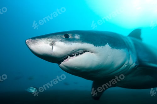 Preview: Great White Shark