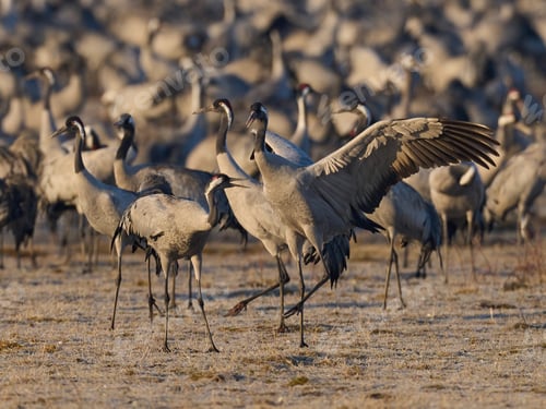 Preview: Common crane (Grus grus)