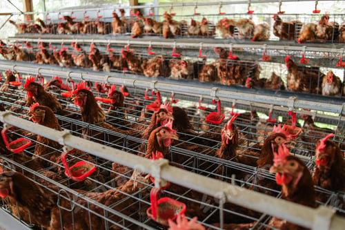Preview: Captivating Hens Raised in Large Cage at Local Poultry Farm for Eggs