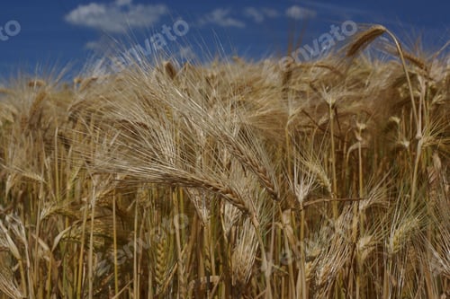 Preview: A ripening barley field in summer