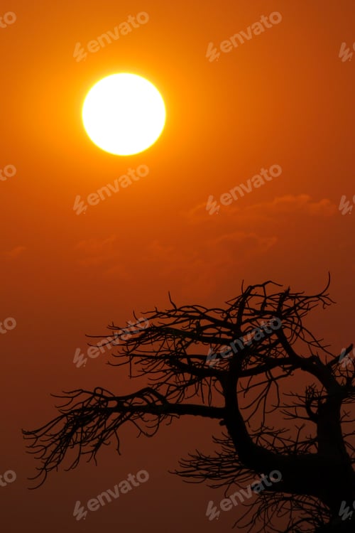 Preview: Baobab, Makgadikgadi Pans National Park, Botswana