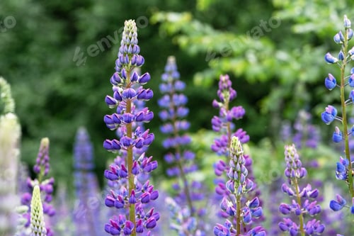 Preview: A close-up of a beautiful lupine field plant.