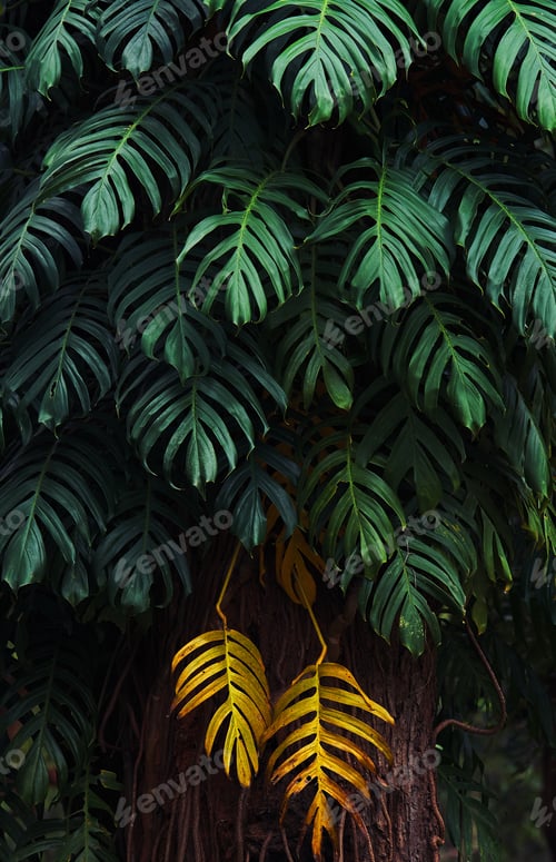 Preview: Background of the green leaves in the rainforest