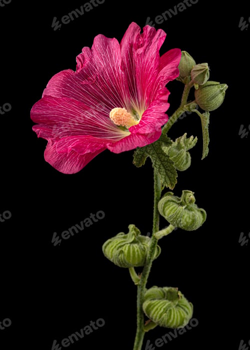 Preview: Red flower of mallow, isolated on black background