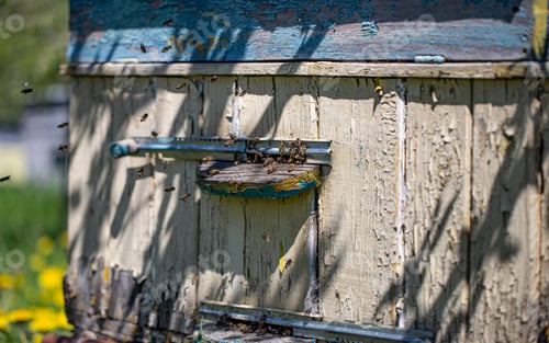 Preview: Close up of an old beehive with bees.