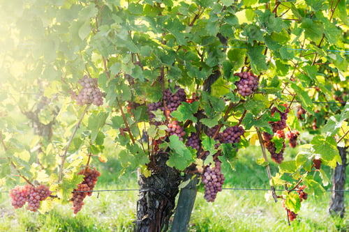 Preview: Vineyards at sunset during autumn harvest season