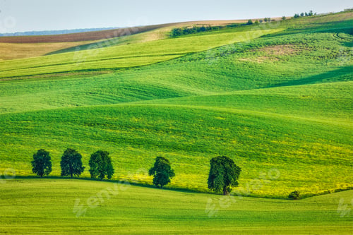 Preview: Rolling landscape of South Moravia with trees