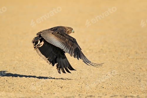 Preview: Bateleur eagle in flight