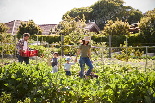 Preview: Family Harvesting Produce From Allotment Together