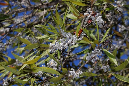 Preview: Wax Myrtle Branches With Berries - Photograph Of Branches Of A Wax Myrtle Tree With White Berries