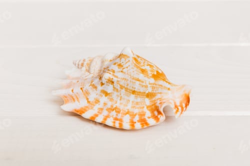 Preview: Beach seashells on colored background. Mock up with copy space
