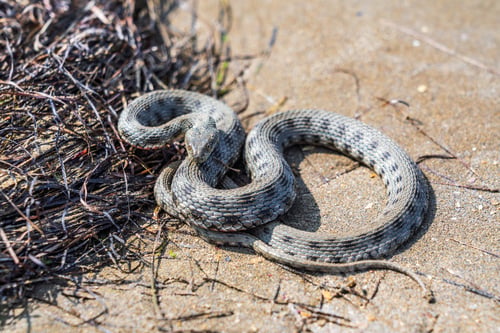 Preview: Beautiful water snake in natural habitat