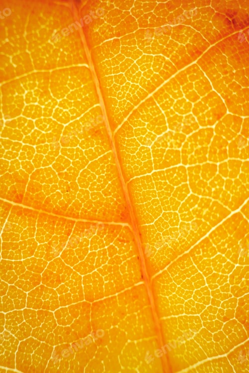 Preview: Macro photo of microscopic organic autumn foliage. yellow leaf texture background
