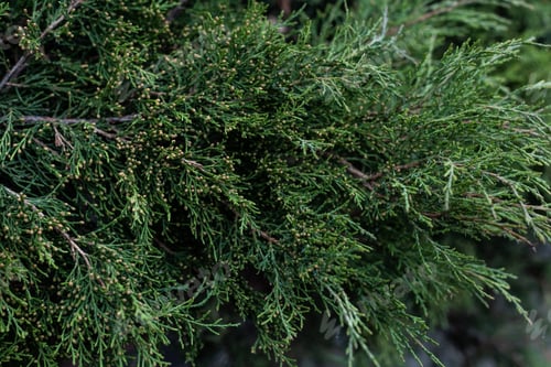 Preview: full frame image of cypress tree branches background
