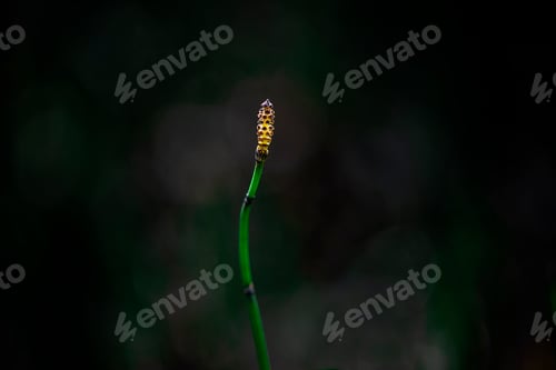 Preview: there is a yellow flower on the stem of a plant