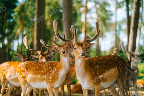 Preview: Red deer fallow deer majestically powerful animal in the forest. Animals in the natural forest.