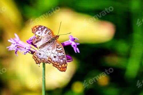 Preview: Orange Butterfly on Purple Flower