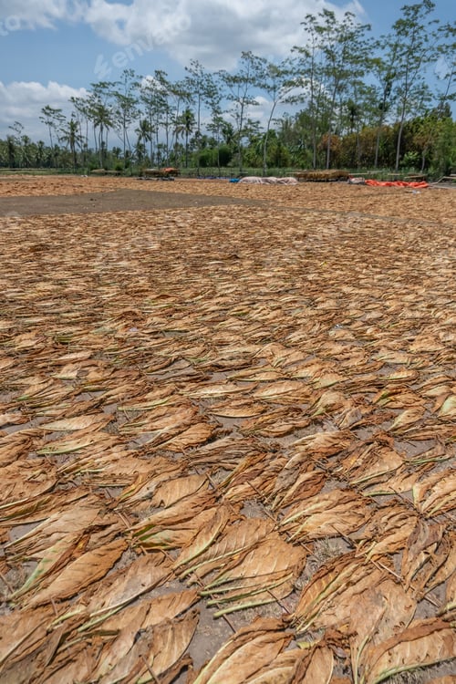 Preview: Drying tobacco leaves on the floor