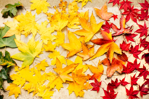 Preview: Green, yellow and red maple leaves on white surface, overhead view