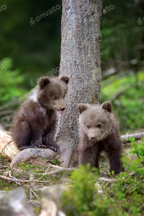 Preview: Young brown bear in the forest
